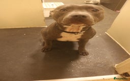 Staffordshire Bull Terrier dogs for sale: blue staffy puppies  - Image 3