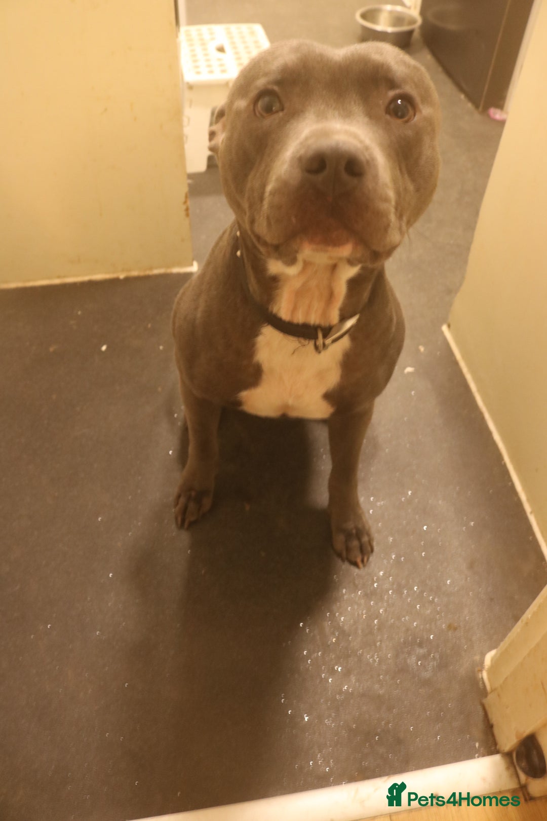 Staffordshire Bull Terrier dogs for sale: blue staffy puppies  - Image 3