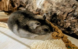 Hamster rodents for sale: Female Dwarf Hamster for Adoption UPDATED 05.09.25 - Image 7