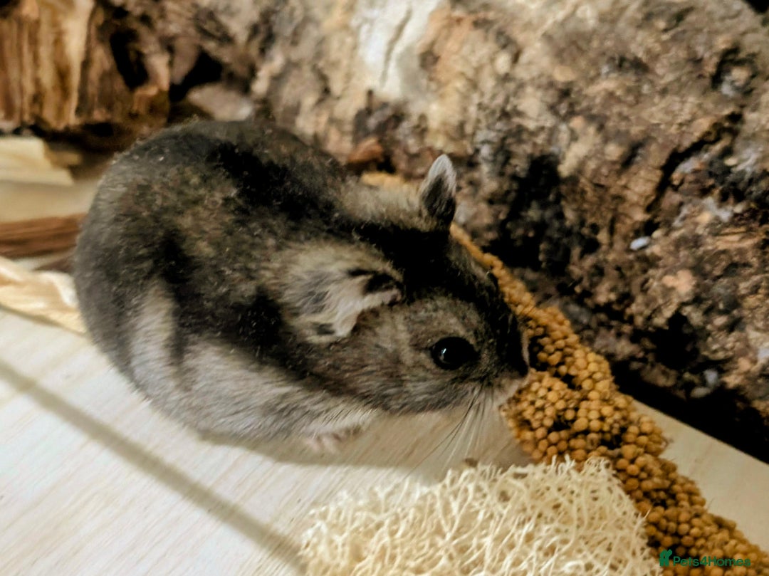Hamster rodents for sale: Female Dwarf Hamster for Adoption UPDATED 05.09.25 - Image 7