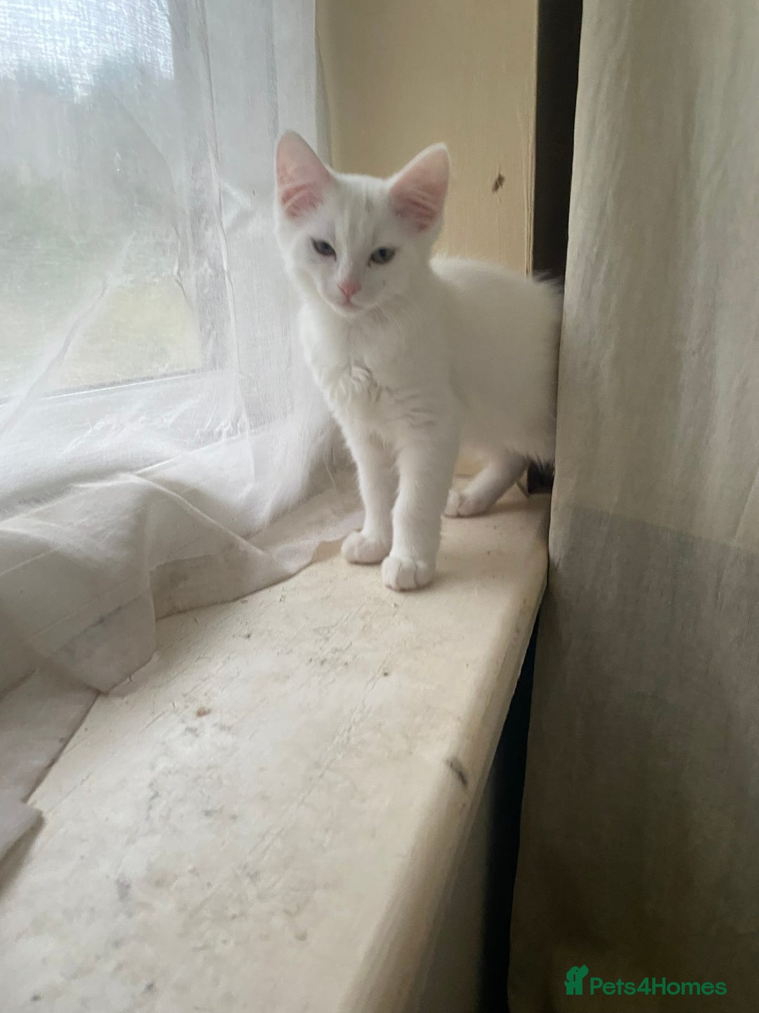 British Shorthair cats for sale:  4 Lovely Little One's - Image 11