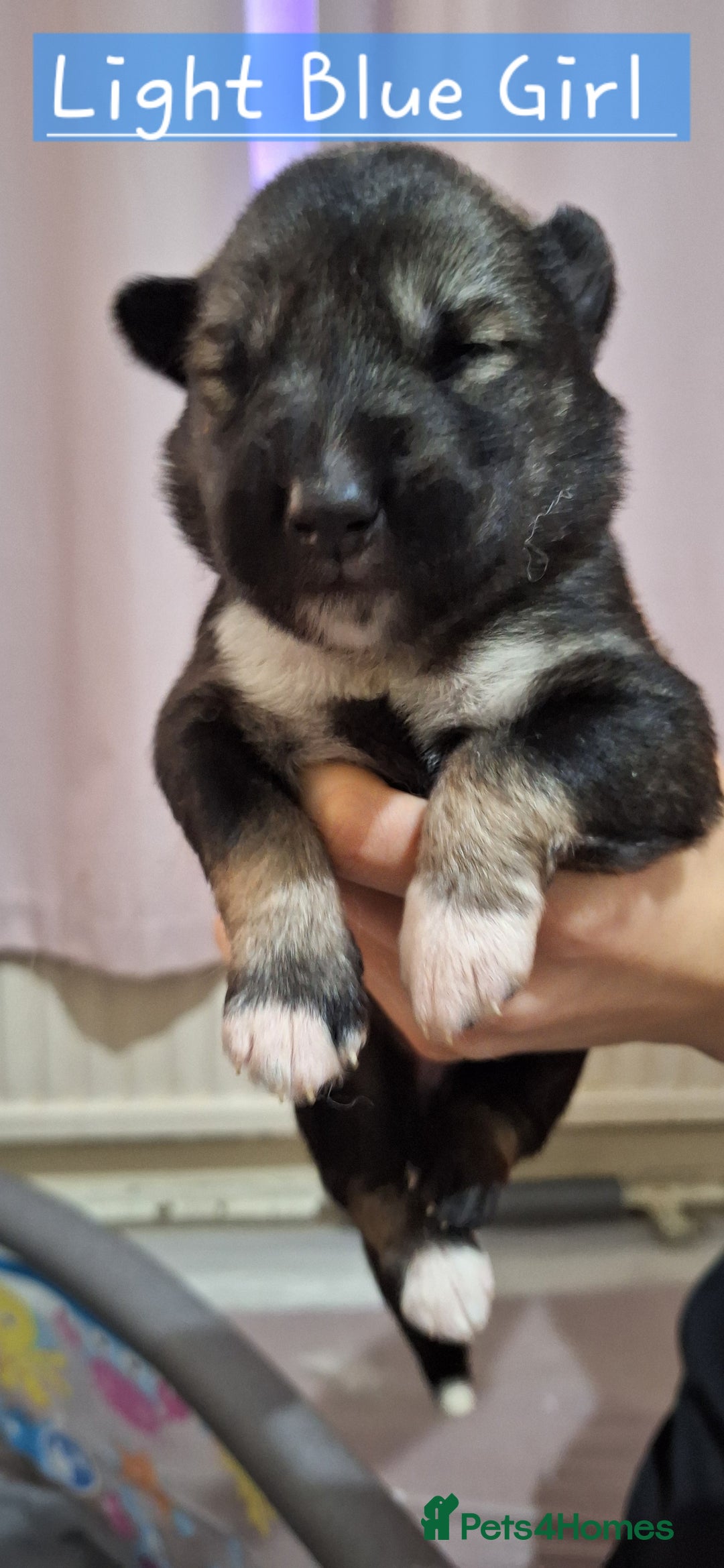 Mixed Breed dogs for sale: 10 Alaskan Shepherd puppies for sale - Advert 5
