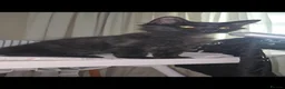 Maine Coon cats for sale: Black Beauty  - Advert 9