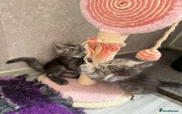 Maine Coon cats for sale: 🐾 100% GENUINE LARGE GCCF MAINE COON KITTENS - Image 9