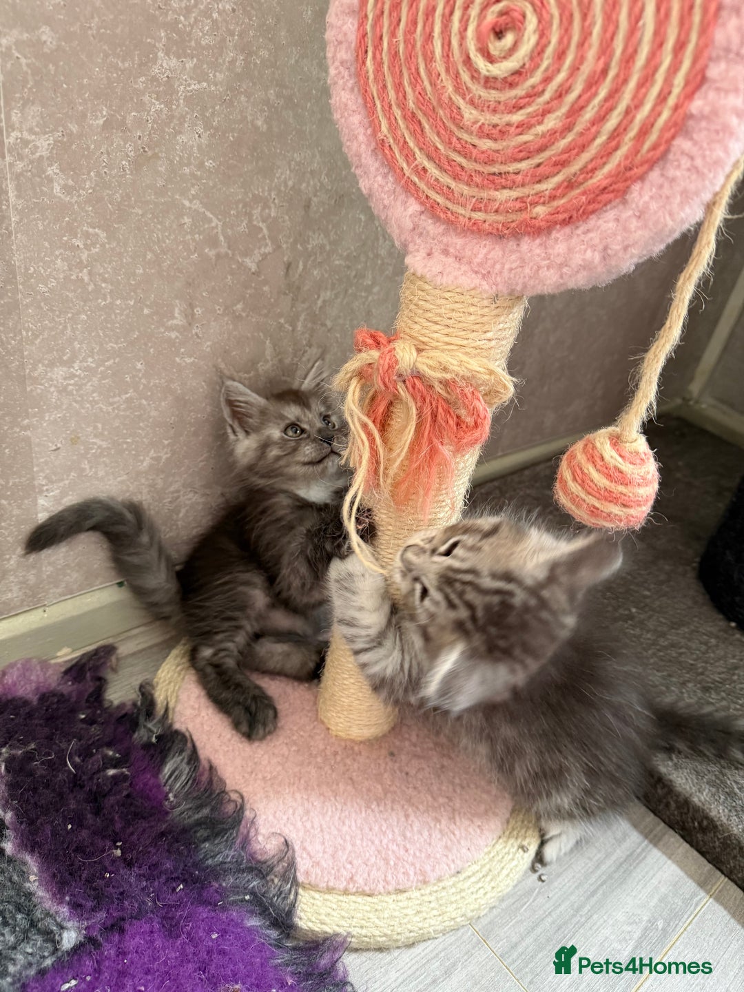 Maine Coon cats for sale: 🐾 100% GENUINE LARGE GCCF MAINE COON KITTENS - Image 9