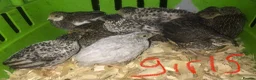 Quail poultry for sale: SEXED CHINESE PAINTED BUTTON QUAILS ! - Advert 2