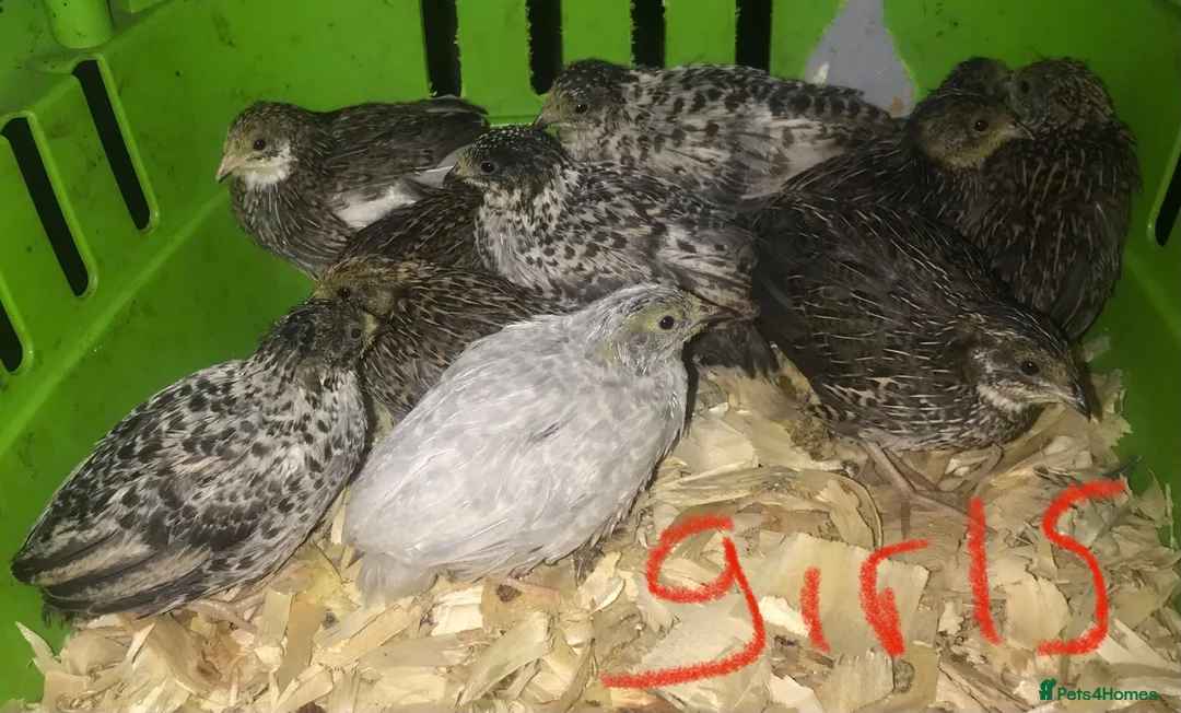Quail poultry for sale: SEXED CHINESE PAINTED BUTTON QUAILS ! - Advert 2