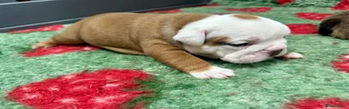 English Bulldog Puppy 4