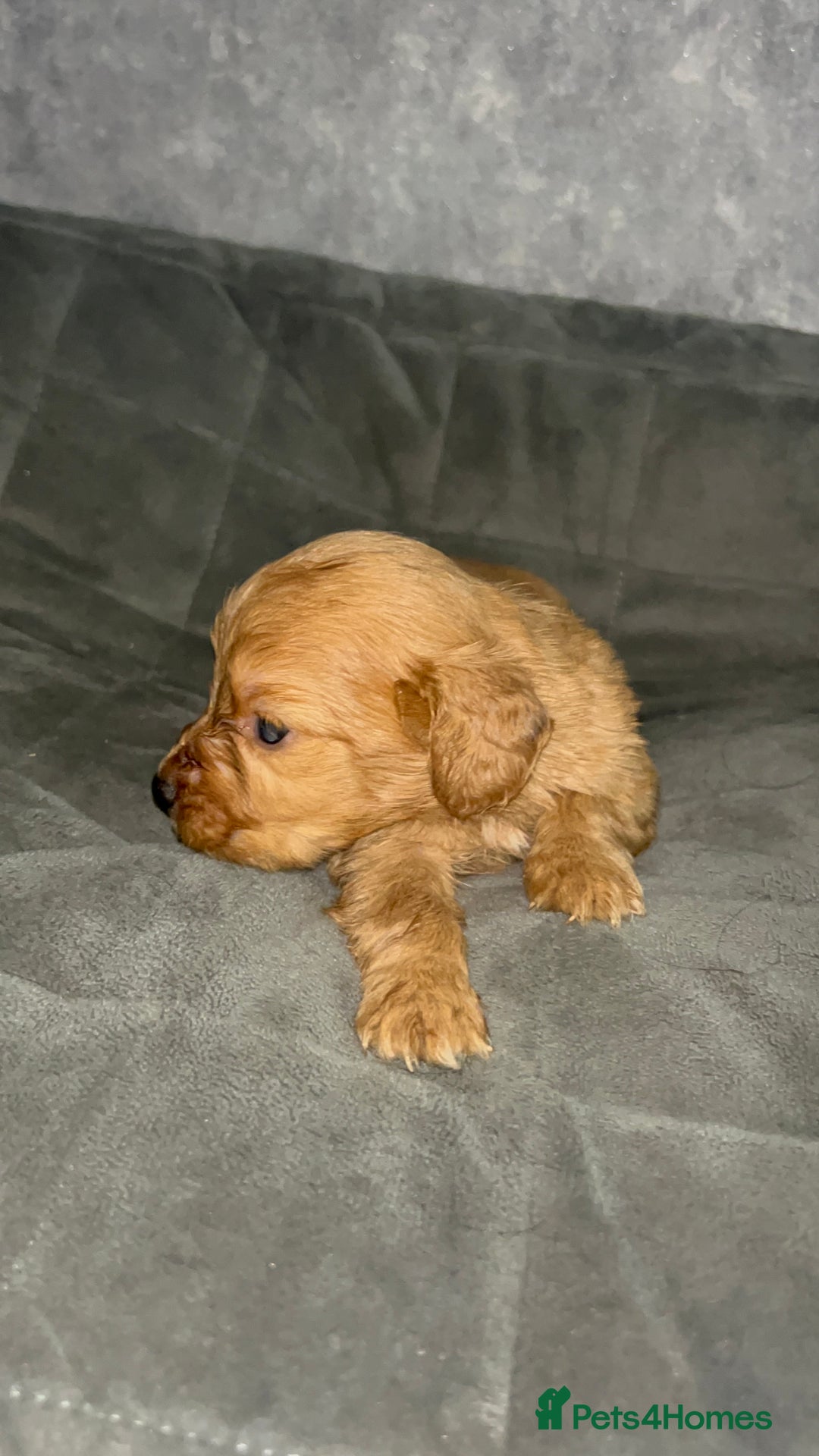 Cocker Spaniel dogs for sale: Cocker spaniel puppies  - Image 16