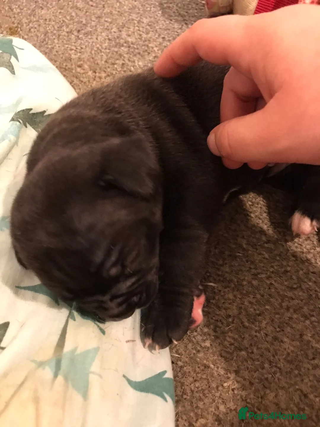 Mixed Breed dogs for sale: Ban dog cross American pocket bully  in Perth - Advert 5