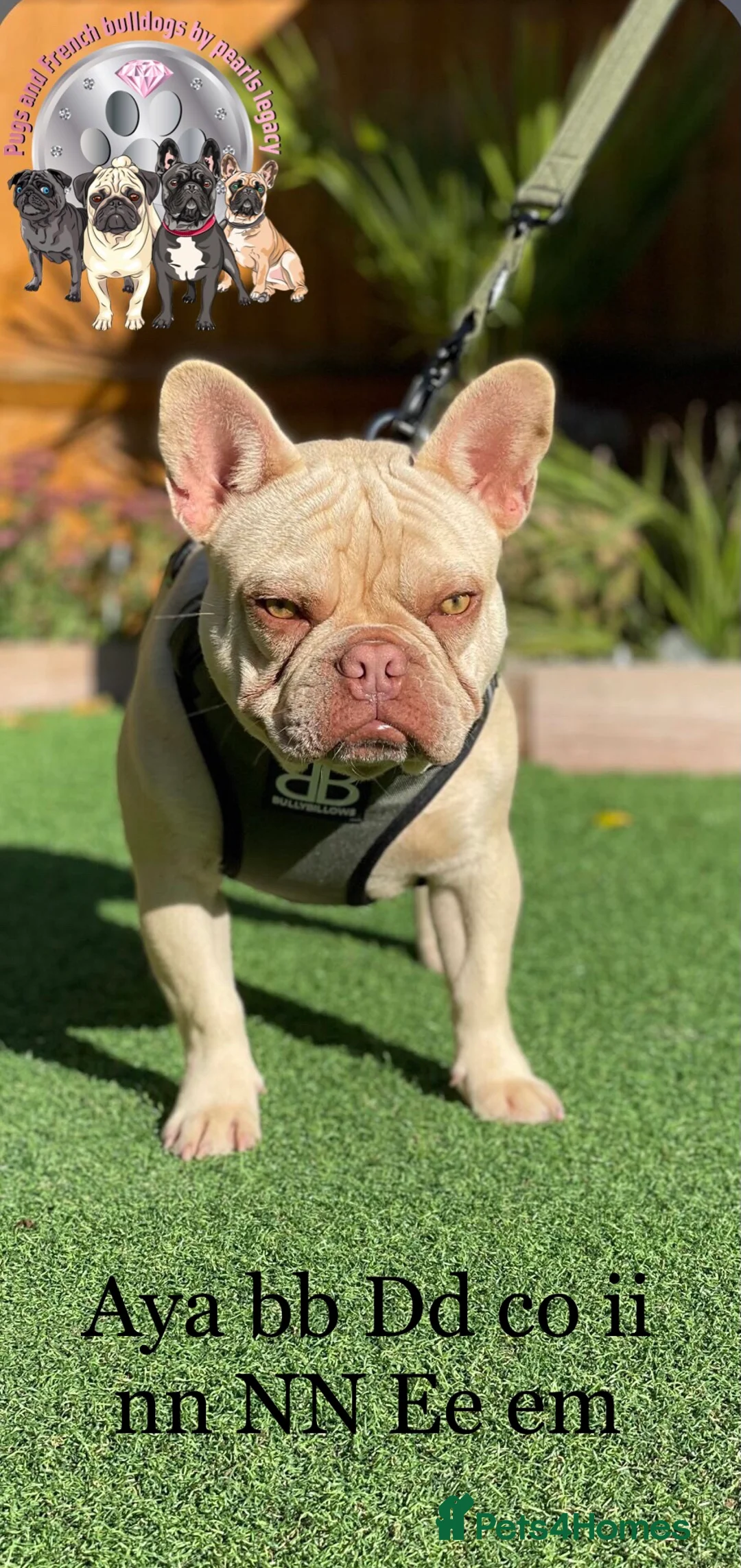 French Bulldog dogs for stud: Champagne Charlie new shade Isabella  in Hastings - Advert 2