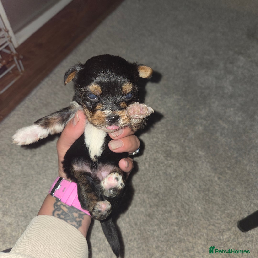 Mixed Breed dogs for sale: 4 tiny puppies - Image 10