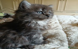 Mixed Breed cats for sale: British long hair cross Ragdoll  - Image 11
