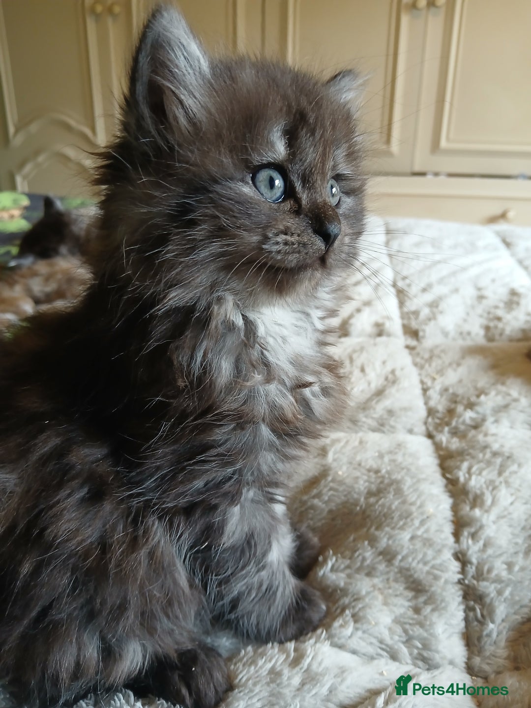 Mixed Breed cats for sale: British long hair cross Ragdoll  - Image 11