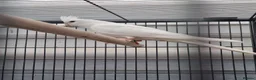 Cockatiels birds for sale: Baby  cockatiels.  - Advert 6