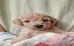 Cockapoo dogs for sale: Beautiful Cockerpoo puppies  - Image 7