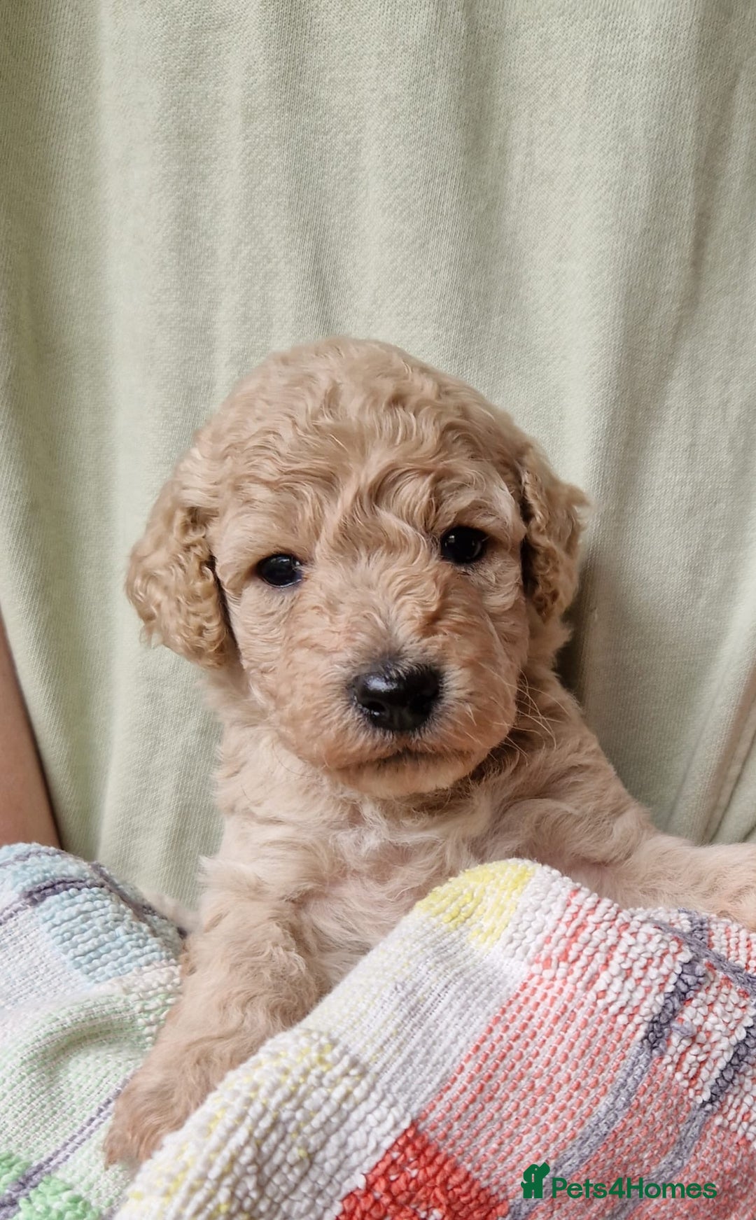 Cockapoo dogs for sale: Beautiful Cockerpoo puppies  - Image 7