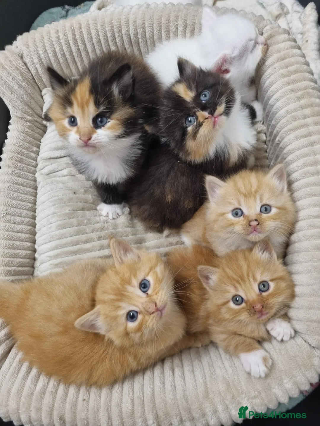 American Shorthair cats for sale: Kittens for sale - Advert 6