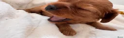 Cavalier King Charles Spaniel dogs for sale: Beautiful red KC boys health tested parents 😍🐶😍 in Swanley - Advert 11