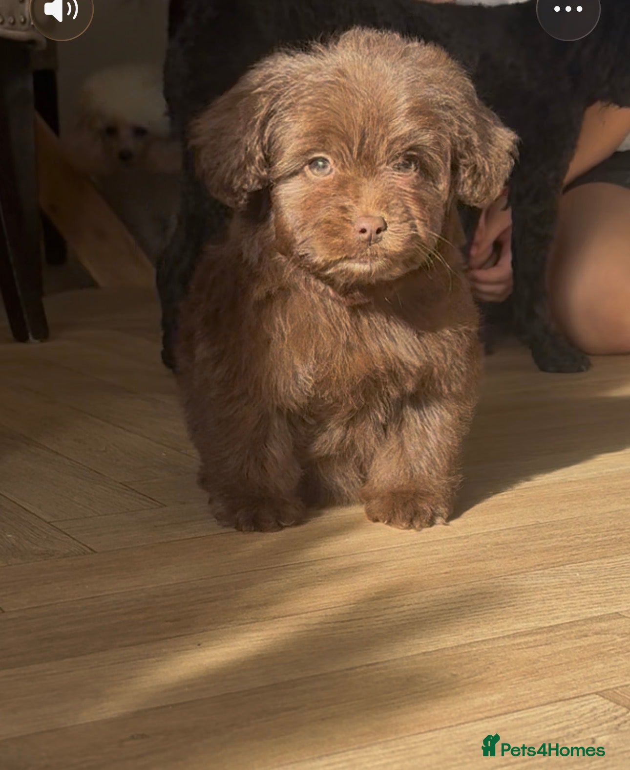 Mixed Breed dogs Beautiful puppy for sale last girl left  - Advert 10
