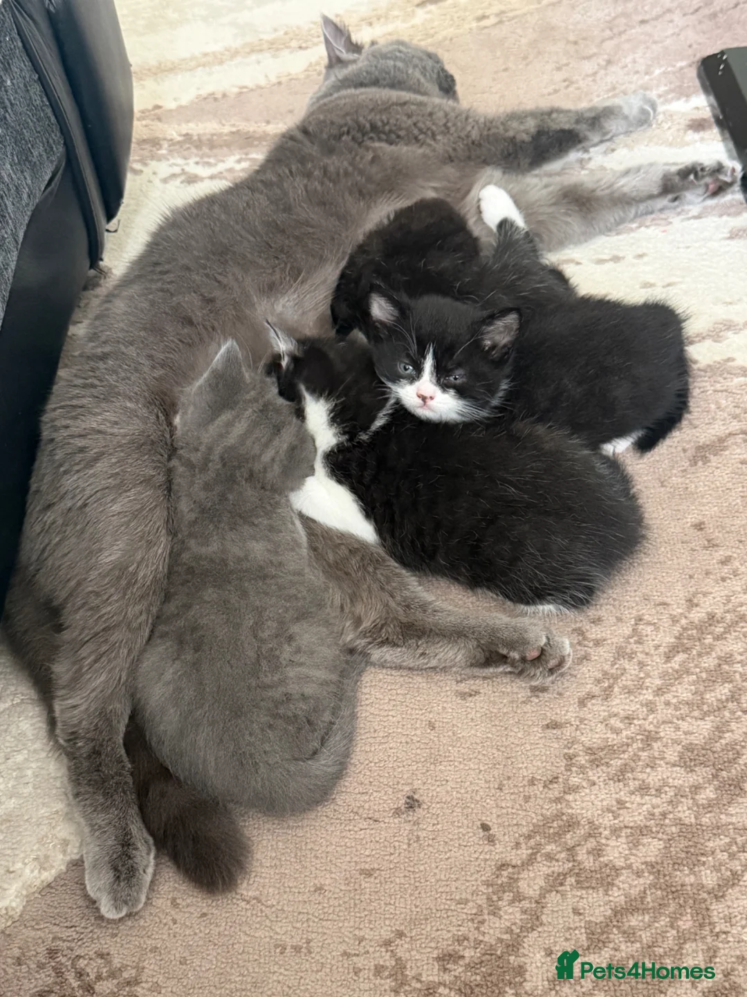 Mixed Breed cats for sale: British Shorthair Cross Kittens Ready Now in Birmingham - Advert 8
