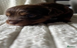 Jackapoo dogs for sale: 🐶🐾 F1 Minature Jackapoos 🐶🐾 - Image 19