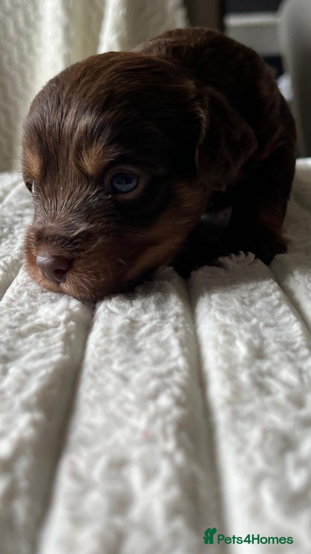 Jackapoo dogs for sale: 🐶🐾 F1 Minature Jackapoos 🐶🐾 - Image 19