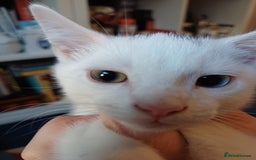 Turkish Angora cats for sale: Mr.Oleksii - Image 1