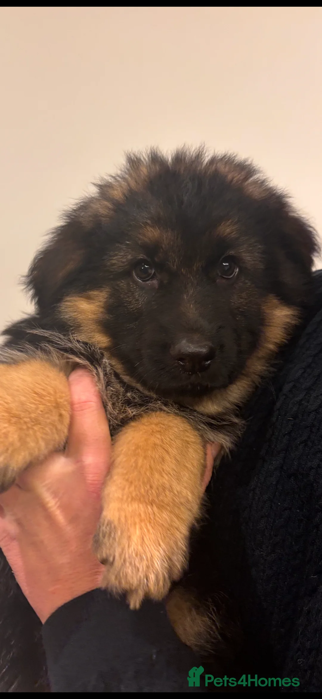 German Shepherd dogs for sale: Stunning long haired German Shepards  - Advert 2