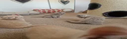 British Shorthair cats for sale: Beautiful British Shorthair Kittens 😻 - Advert 8