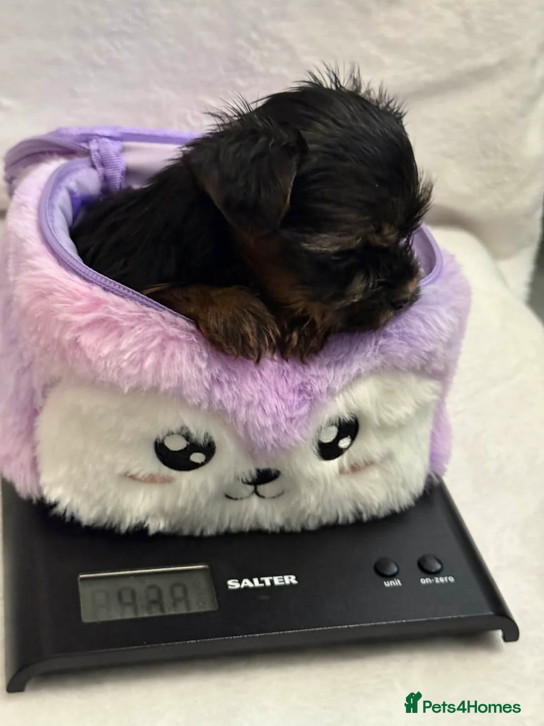 Yorkshire Terrier dogs for sale: Looking for a loving home🏠❤️ - Advert 3