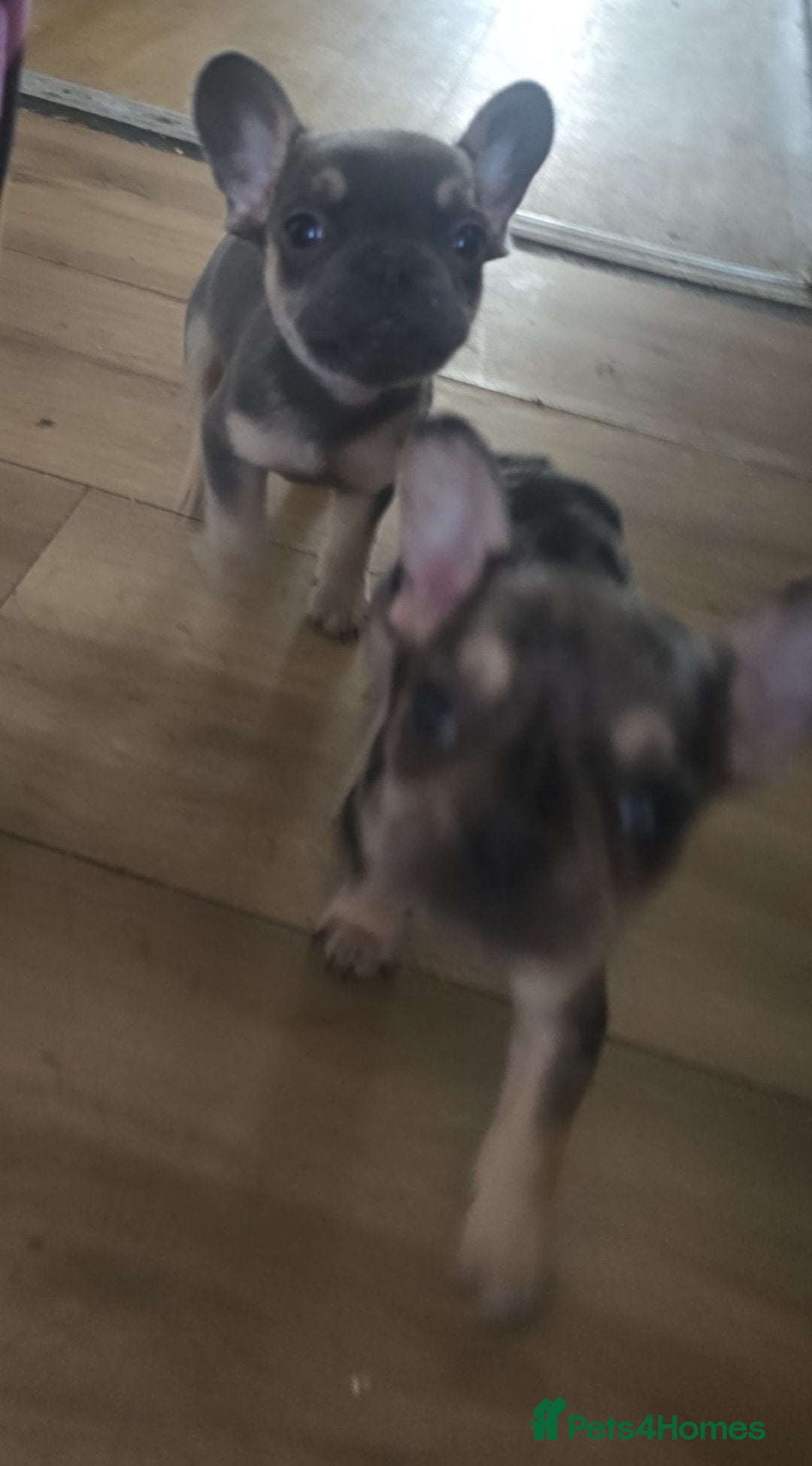 French Bulldog dogs for sale: Last little boy, L4 carrier - Advert 1