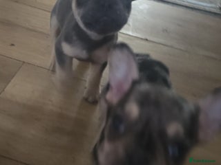French Bulldog dogs Last little boy, L4 carrier - Advert 3