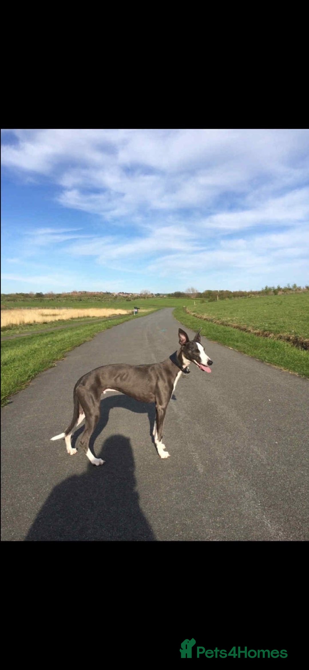 Whippet dogs for sale: KC whippets for sale  - Advert 2