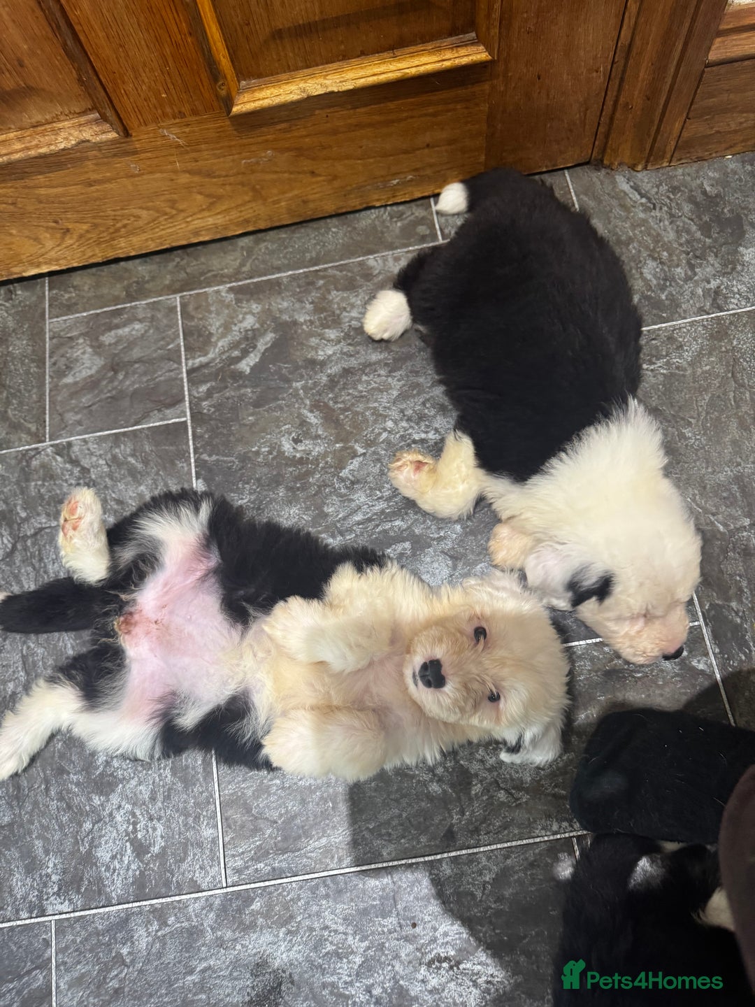 Old English Sheepdog dogs for sale: Extensively health tested KC registered OES  - Advert 14