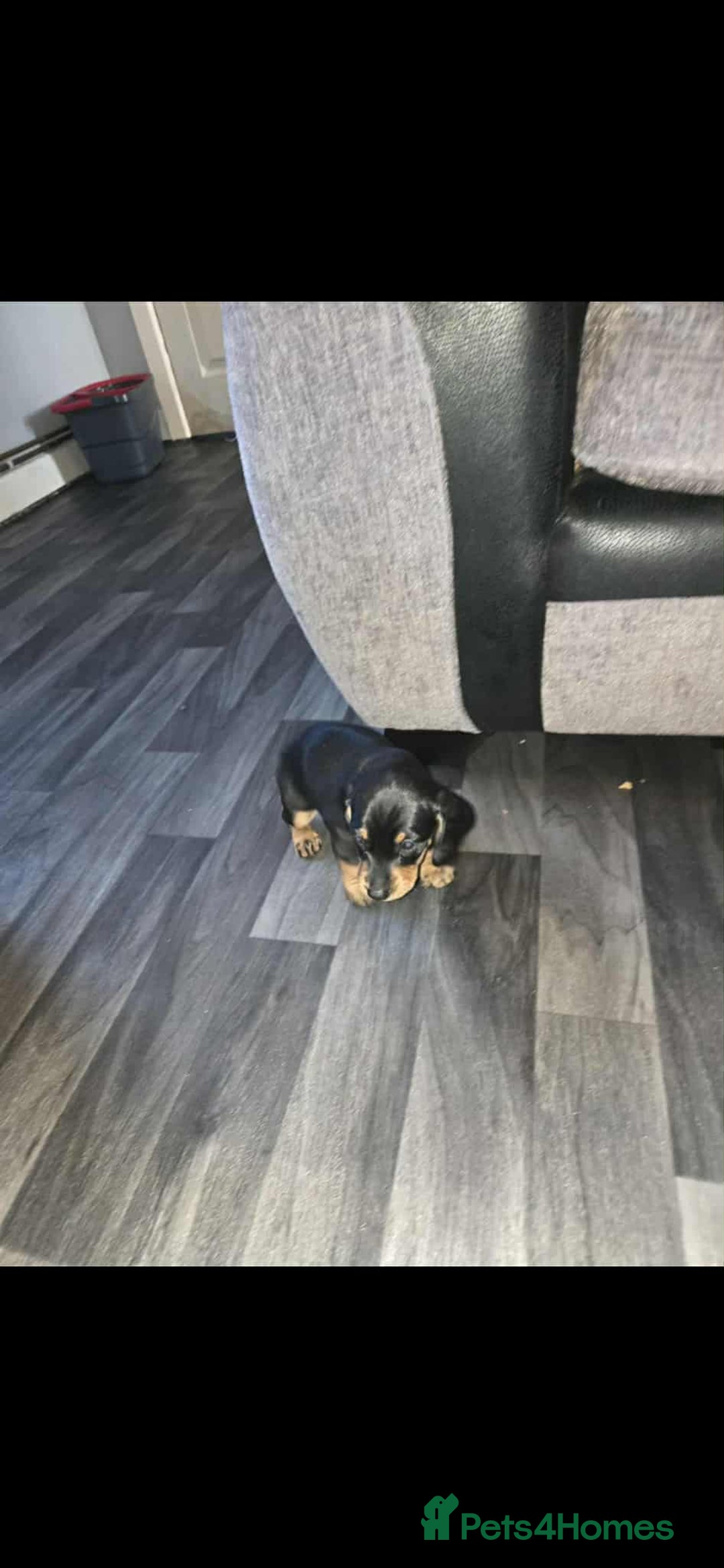 Miniature Dachshund dogs for sale: Miniature dachshund boy - Image 3