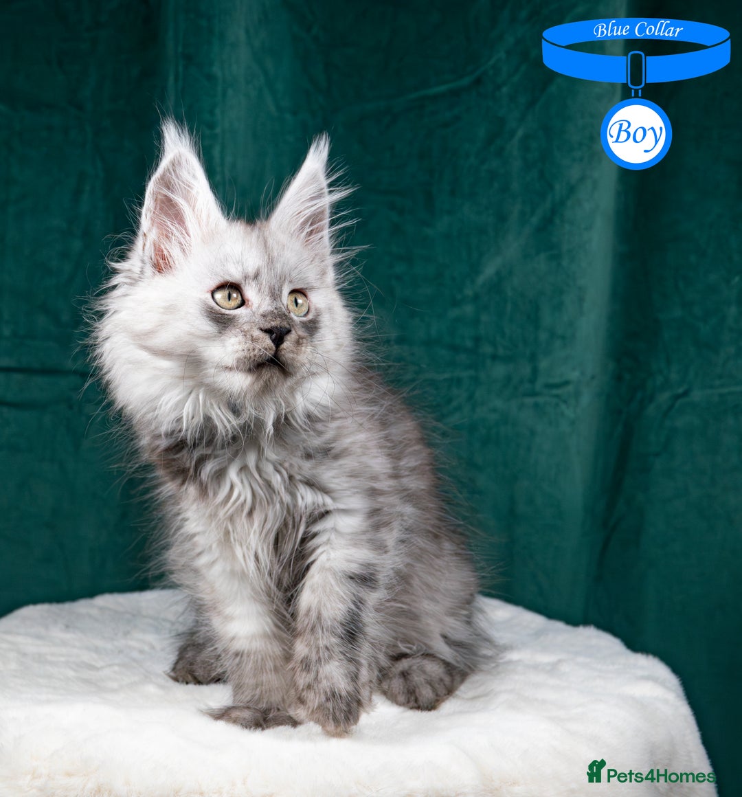 Maine Coon cats for sale: XL PEDIGREE TICA REGISTERED MAINE COON KITTENS - Advert 8