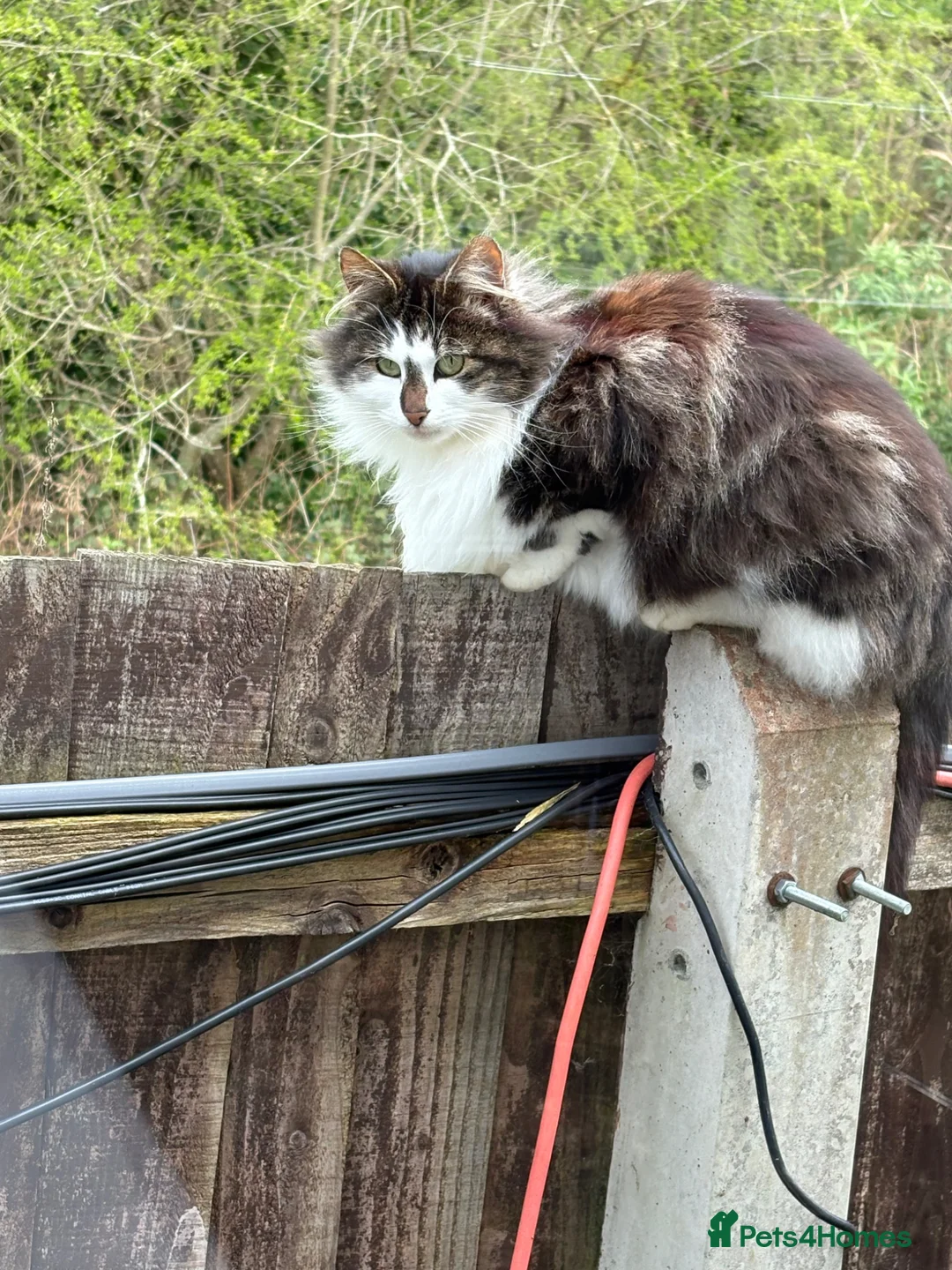 Ragdoll cats for sale: Rag doll kittens  in Rugeley - Advert 6