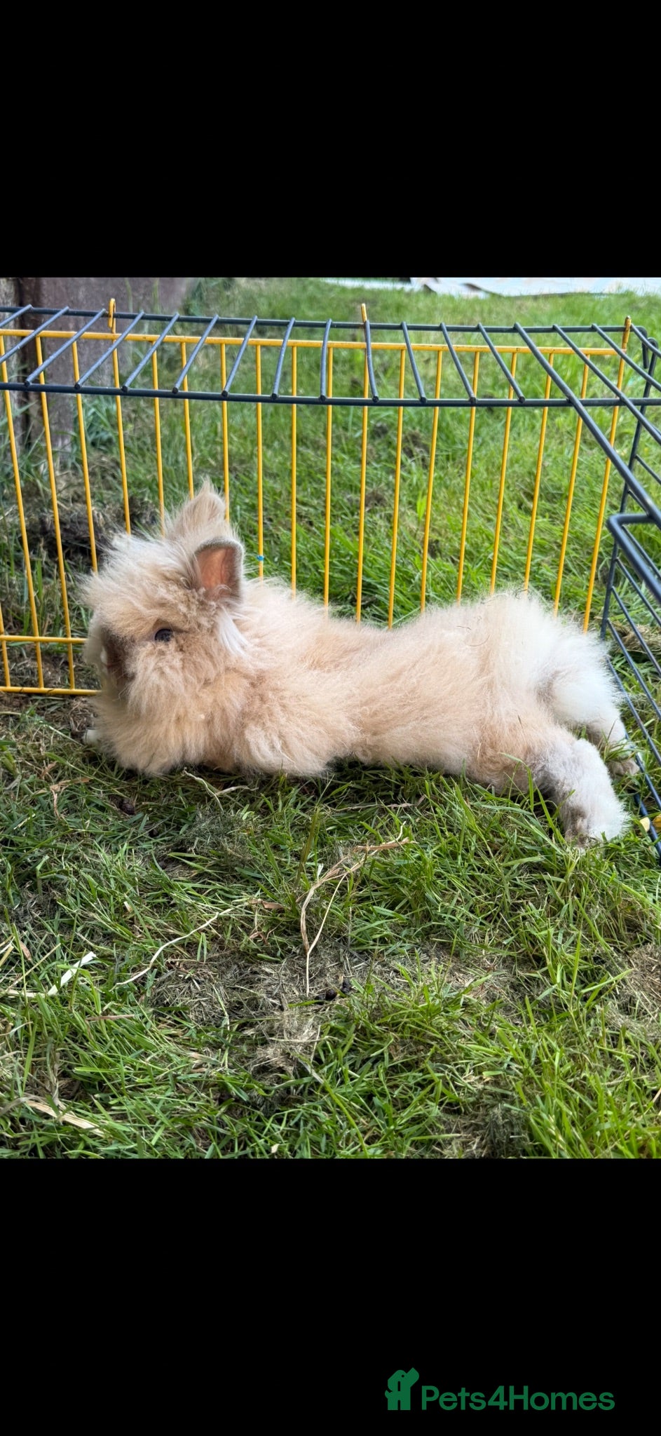 Lionhead rabbits Dwarf Lionhead rabbit  - Advert 13