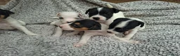Jack Russell dogs for sale: Outstanding Jack Russel puppies - Advert 17
