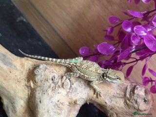 Dragon reptiles - Advert 12