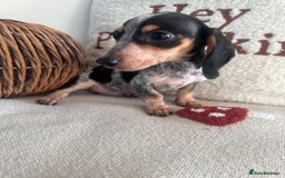 Miniature Dachshund dogs for sale: Miniature smooth dachshund puppies ready now - Image 2