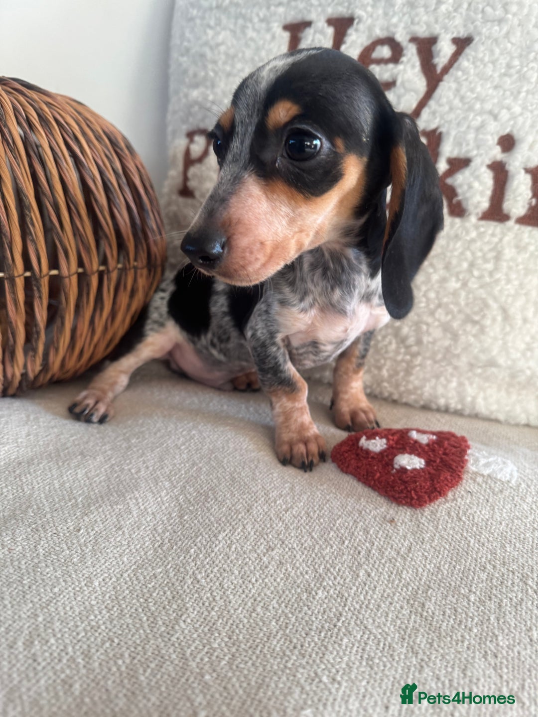 Miniature Dachshund dogs for sale: Miniature smooth dachshund puppies ready now - Image 2