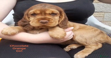 Sprocker dogs in Doncaster - Advert 3