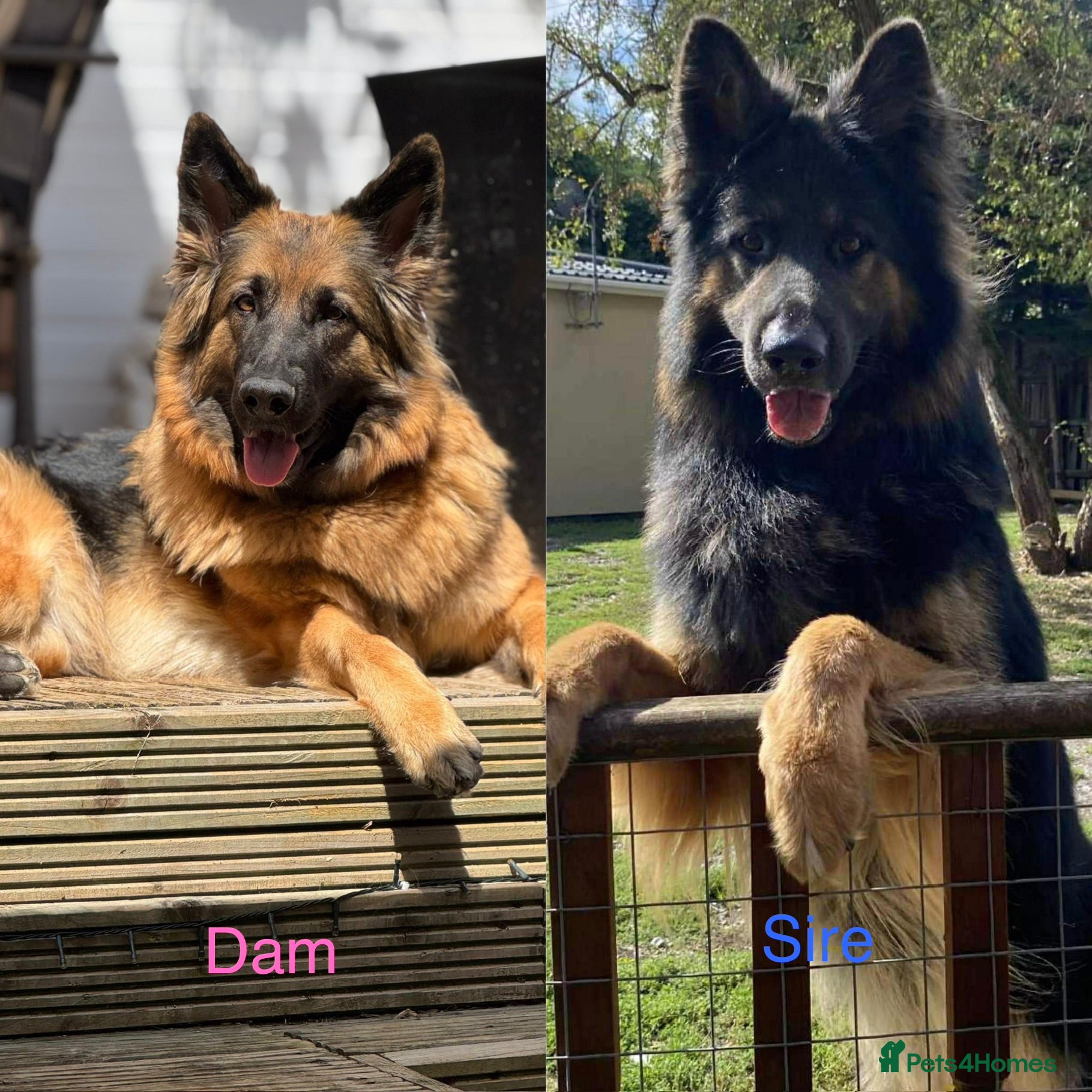 German Shepherd dogs waiting list open  - Advert 1