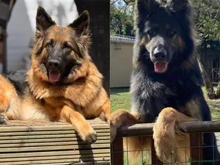 German Shepherd dogs waiting list open - Advert 1