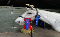 English Warmblood horses for sale: 16hh Schoolmistress  - Image 25