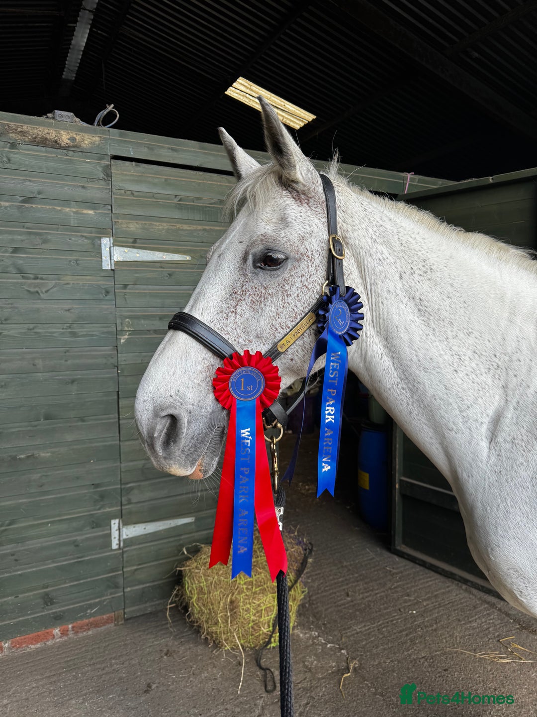 English Warmblood horses for sale: 16hh Schoolmistress  - Image 25