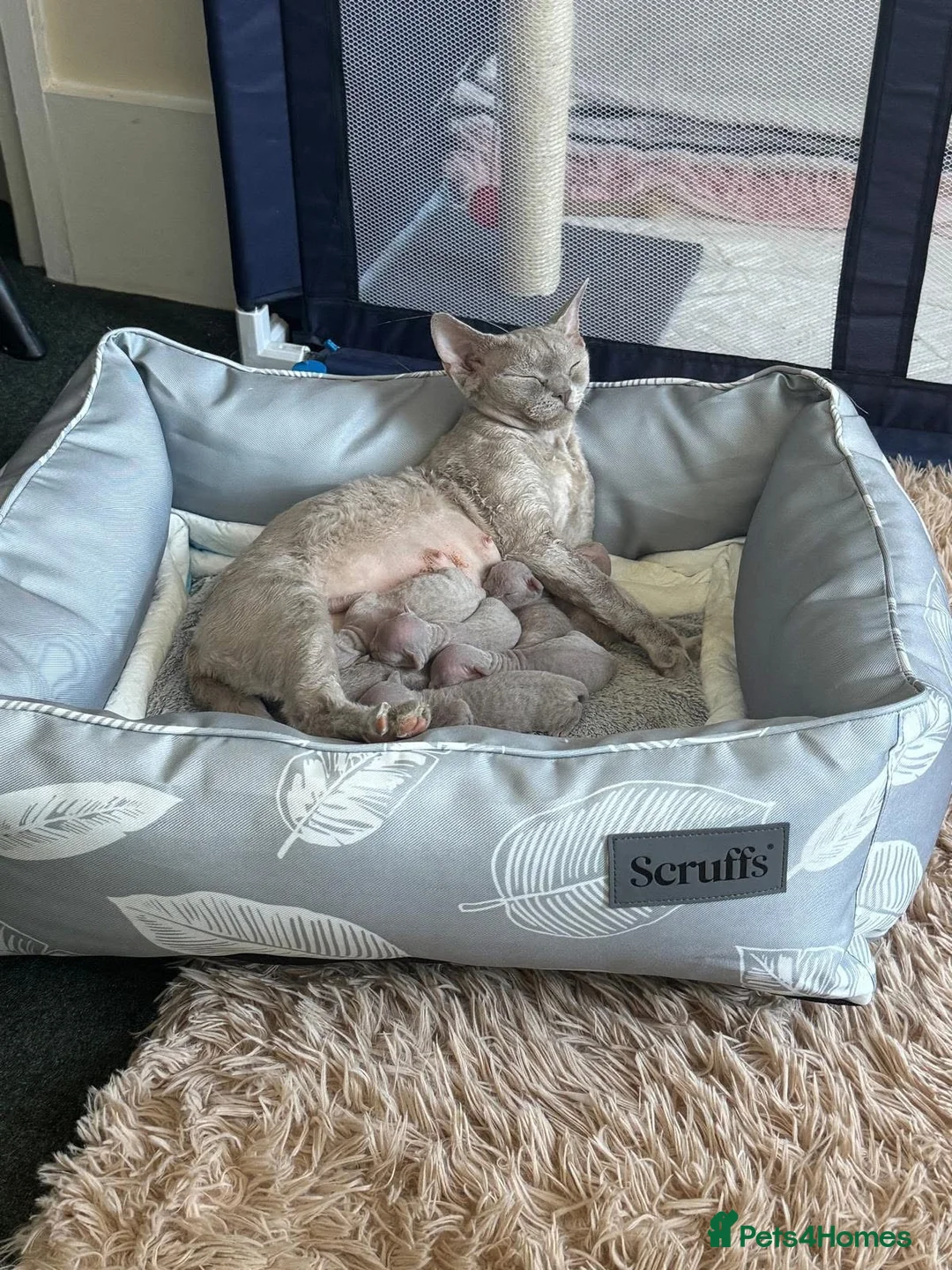 Devon Rex cats for sale: TICA Registered Devon Rex Lilac Kittens  - Advert 2