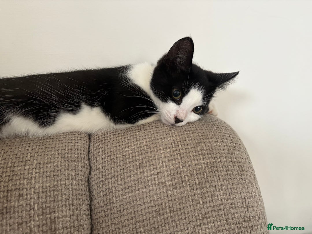 Mixed Breed cats for sale: Two kittens - Image 5